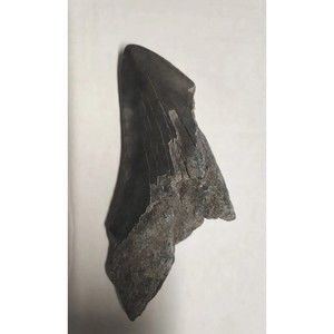Megalodon Shark Tooth Fossil